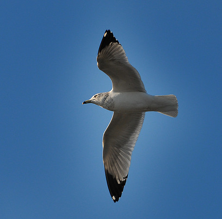 DSC_2587a.jpg