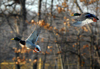 DSC_2595a.jpg