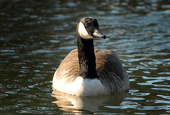 DSC_2471a.jpg