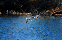 DSC_2606a.jpg