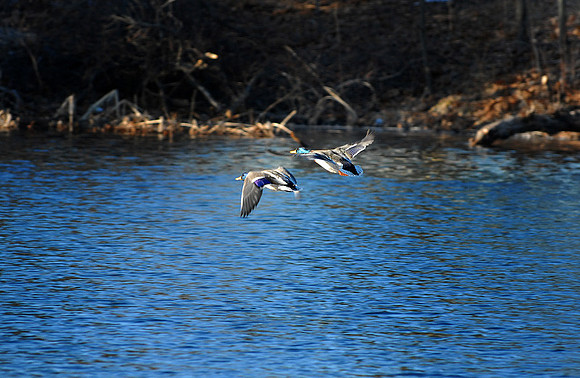 DSC_2606a.jpg