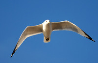 DSC_2527a.jpg