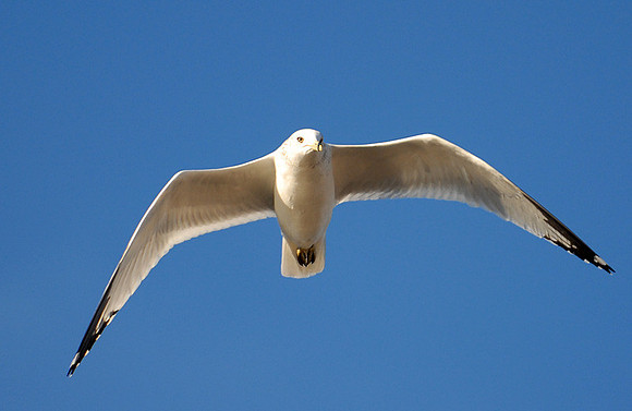 DSC_2527a.jpg