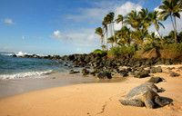 Turtle beach