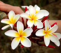 Tree Flowers
