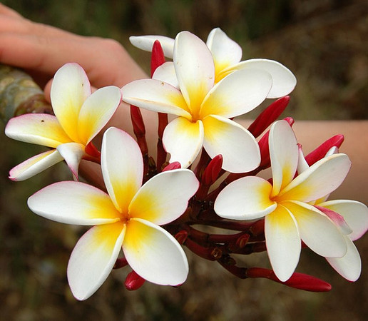 Tree Flowers