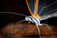 DSC_2565.JPG