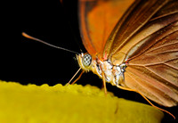 DSC_2462.JPG