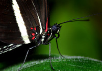 DSC_2515.JPG