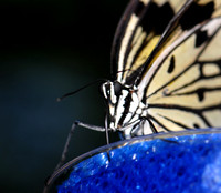 Butterflies