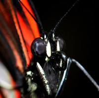 DSC_2629.JPG