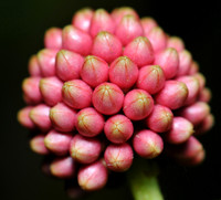 DSC_2463.JPG