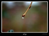 DSC_1508a.jpg