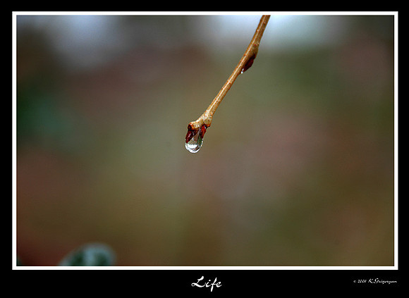 DSC_1508a.jpg