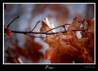 DSC_1363a.jpg
