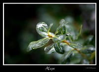 DSC_1505a.jpg
