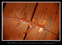 DSC_1531a.jpg