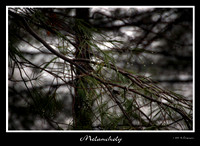 DSC_1357a.jpg