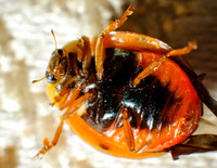 Bugs - Macro