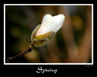 DSC_3320a.jpg