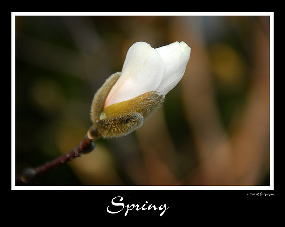 DSC_3320a.jpg