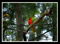 DSC_3993p.jpg