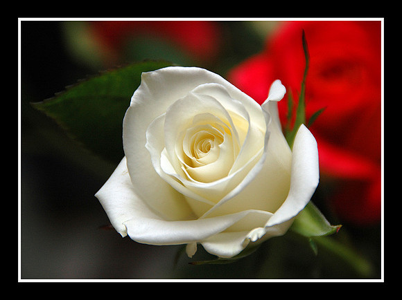 DSC_5385�.jpg