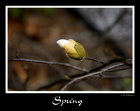 DSC_3306a.jpg