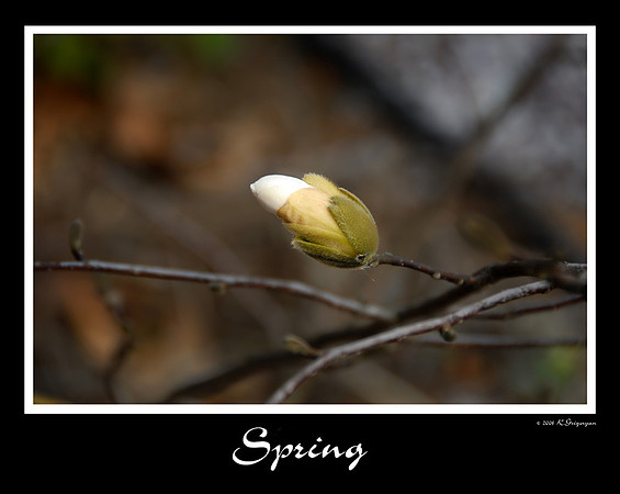 DSC_3306a.jpg