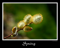 DSC_3328a.jpg