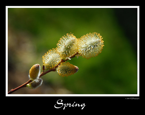 DSC_3328a.jpg