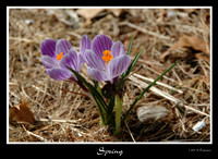 DSC_5695a.jpg