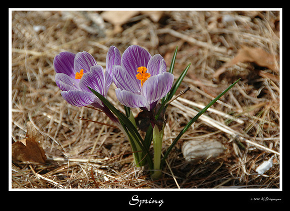 DSC_5695a.jpg