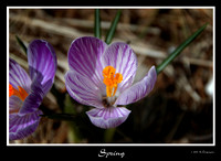 DSC_5691a.jpg