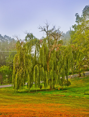 Tree-VA - Summer