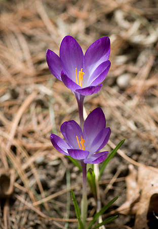 DSC_8563.jpg