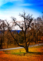 Tree-VA - Spring