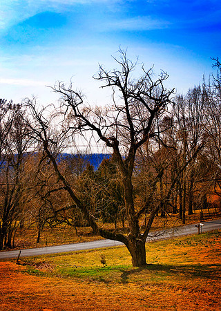 Tree-VA - Spring
