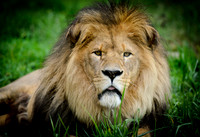 Southwick ZOO