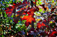 DSC_0817.JPG