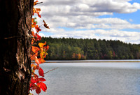 DSC_0465p.jpg