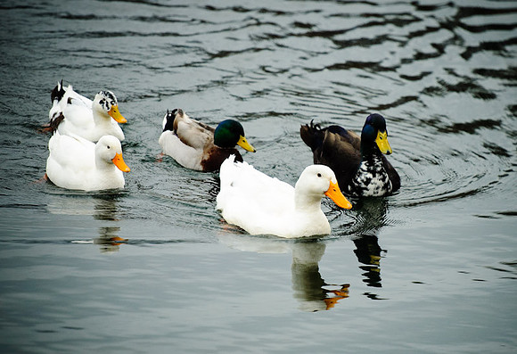 DSC_0403.jpg