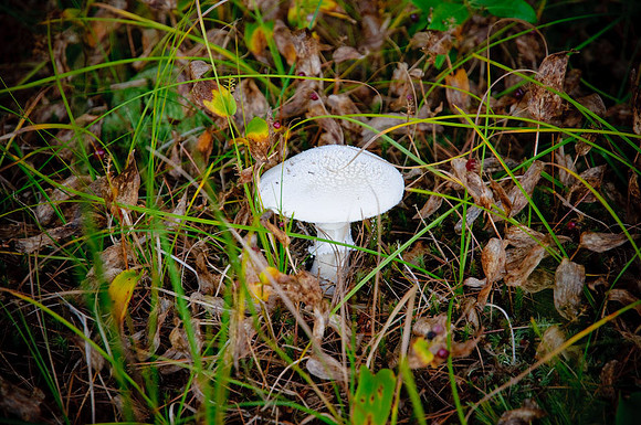 DSC_7004.jpg