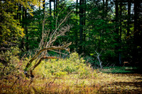 DSC_6920.jpg