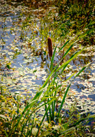 DSC_6976.jpg