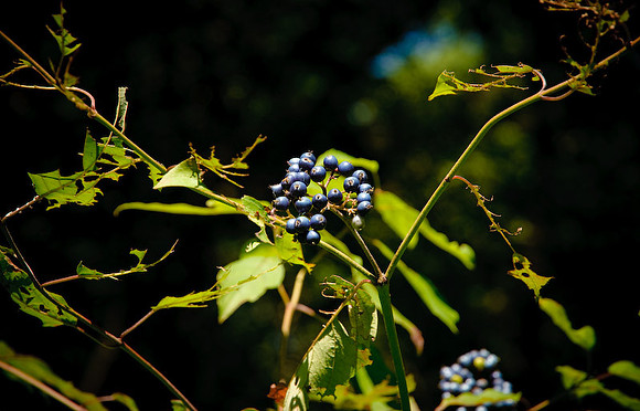 DSC_7029.jpg