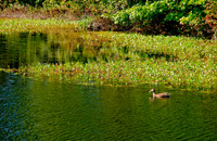 DSC_6951.jpg