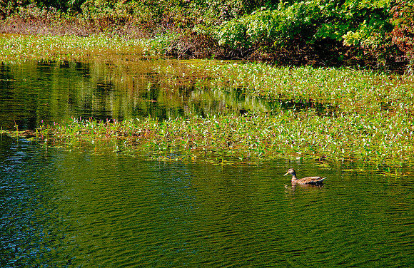 DSC_6951.jpg
