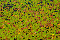 DSC_6956.jpg