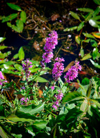 DSC_6924.jpg